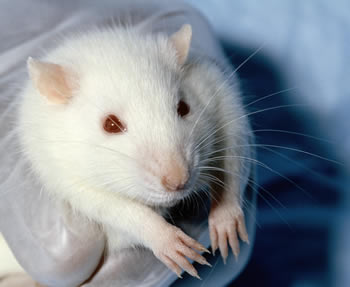 Rata de laboratorio (Foto: Janet Stephens, dominio público)