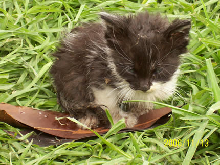 Gatico abandonado en el Quiroga