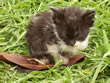 Gatico abandonado en el barrio Quiroga