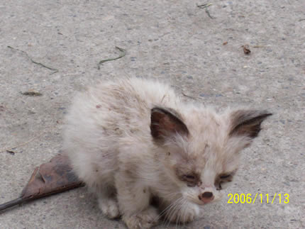 Gatico abandonado en el Quiroga