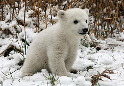 El oso polar Knut (Foto: Zoológico de Berlín)