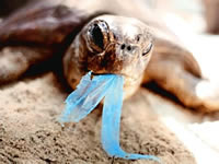 Tortuga comiendo bolsa plástica