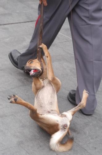 Un perro es ahorcado y arrastrado (Foto: PETA)