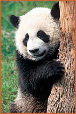 Bajada de: http://www.worldwildlife.org/pandas/projects.cfm