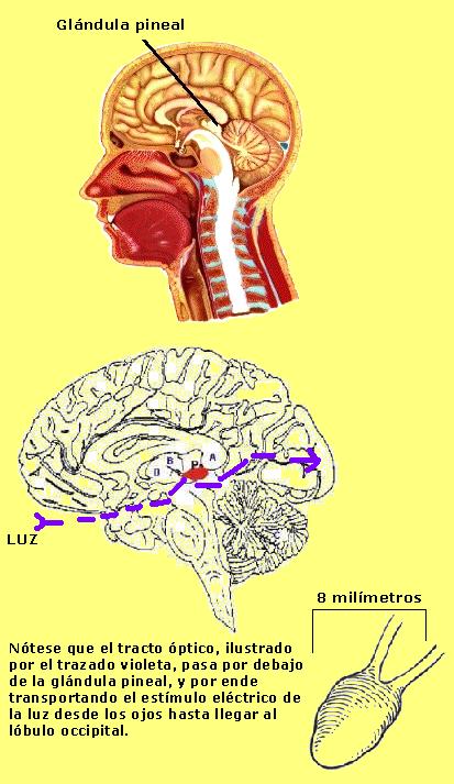 Glándula pineal