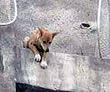 Perro rescatado en Tokushima, Japón (Nippon News Network)