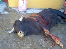 Toro después de una corrida (Wikipedia / Licencia CC-BY)