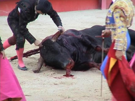 Toro rematado en una corrida en Francia (GNU-GPL)