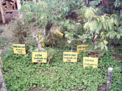 Arboles nativos bonsai, en una inca del Quindío