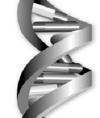 Hélice de cadena de ADN
