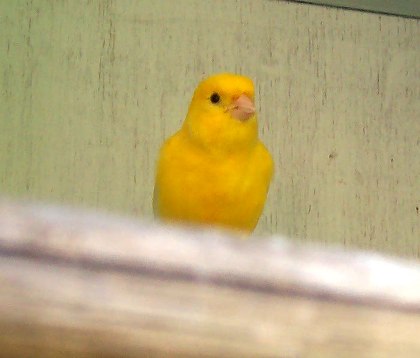 Canario