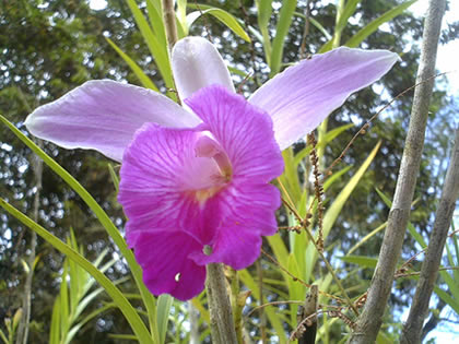 Orquídea (Foto: chilangoco, licencia CC-BY)