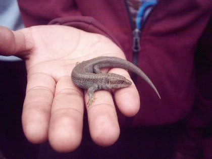 Lagartija Lagartija