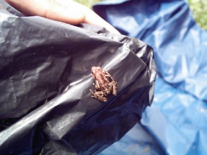 Rana caucana Rana caucana