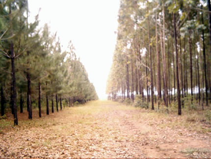 Plantación de pino en Carimagua, año 2005