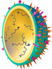 Virus influenza