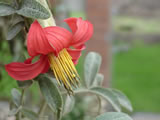 Mutisia clematis clavelino