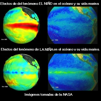 Efectos del fenómeno del Niño y de la Niña en el océano y en su vida marina