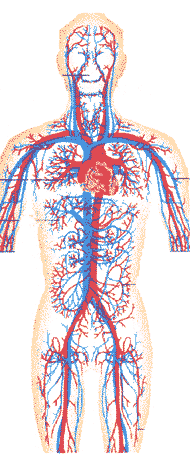 Cuerpo humano