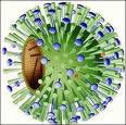 Gripa A H1N1