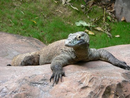 Dragón de Komodo