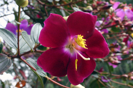 flor-del-sietecueros.jpg flor-del-sietecueros.jpg
