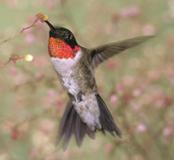 Colibrí